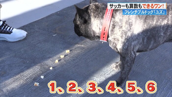 地面に置いてあるパンを数える「ユズ」