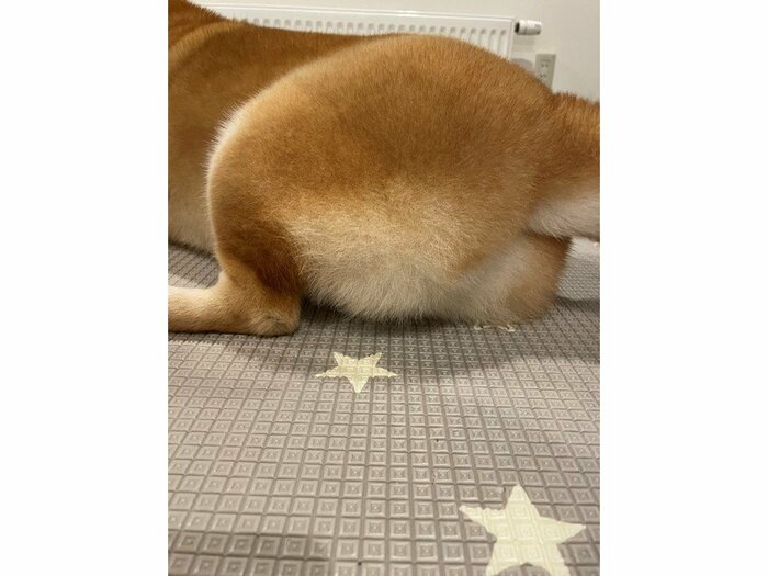 提供:赤柴いちさん