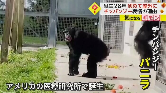 (Save the Chimps)
