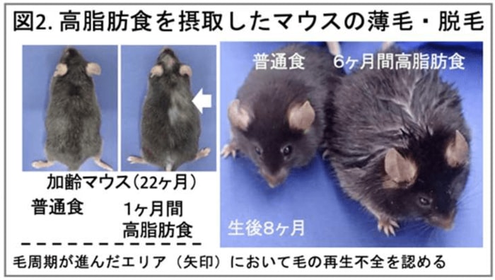 出典:東京医科歯科大学