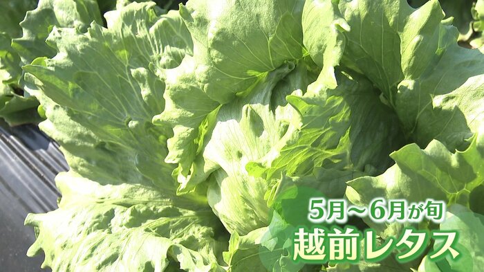 サンドイッチで使われてるのは採れたて野菜