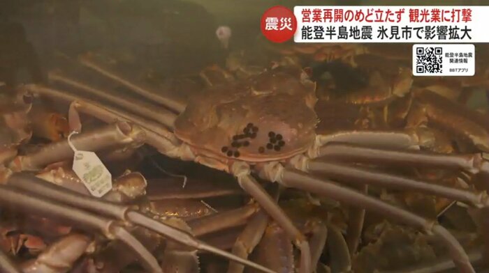 正月用に仕入れたカニ