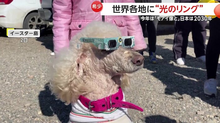 金環日食用のサングラスをつける犬