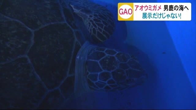 定置網にかかり保護 アオウミガメ男鹿の海へ 秋田・男鹿市