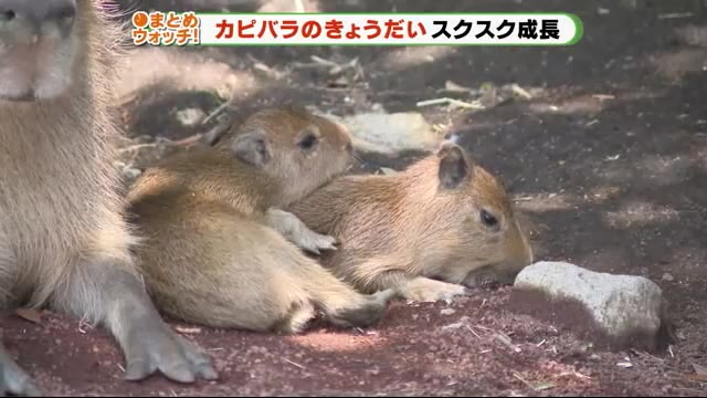 「つぶあん」と「こしあん」!? 正体は…あの愛らしい茶色いの〇〇〇〇!