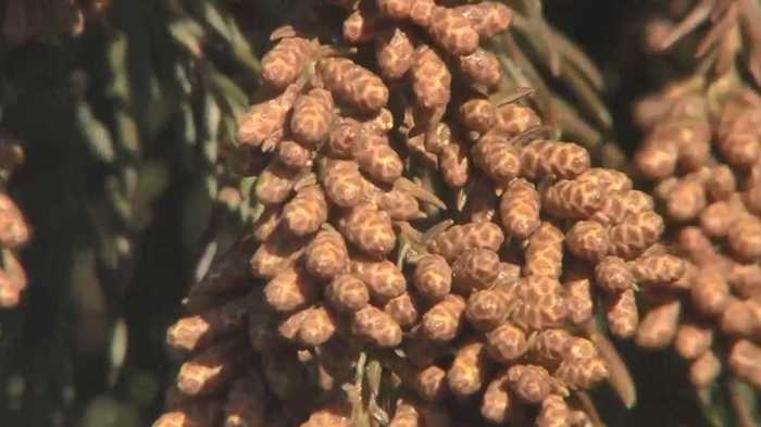 都内でスギ花粉の飛散開始 気温上昇で大量飛散の恐れも