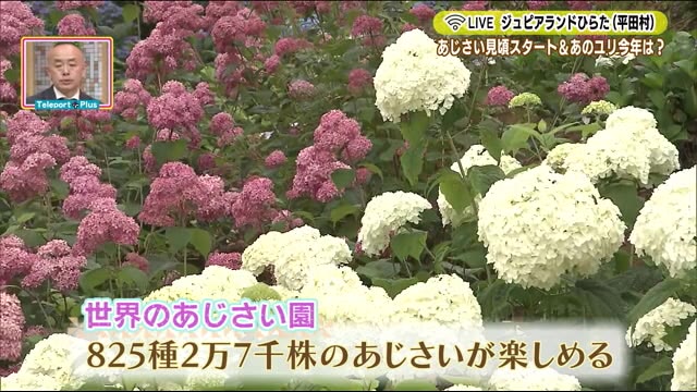 〔動画〕梅雨に彩りを添える美しさ 世界のあじさい園・ゆり園<福島県平田村・ジュピアランドひらた>