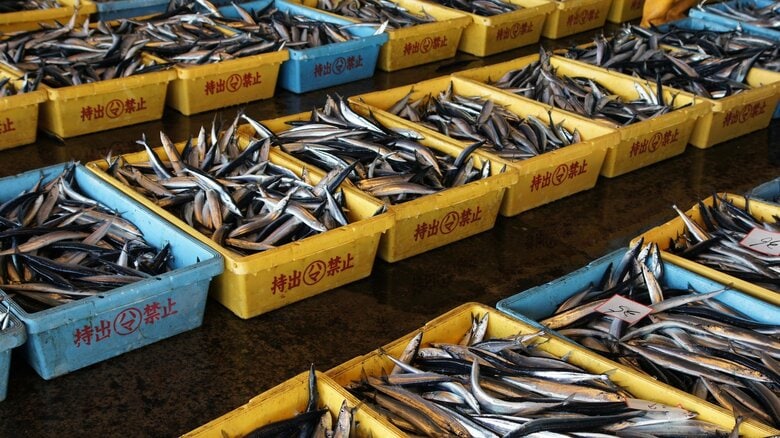 サンマ漁獲枠上限「過去最少」を承認　ただ漁獲量は大幅に下回る現状に実効性は？｜FNNプライムオンライン