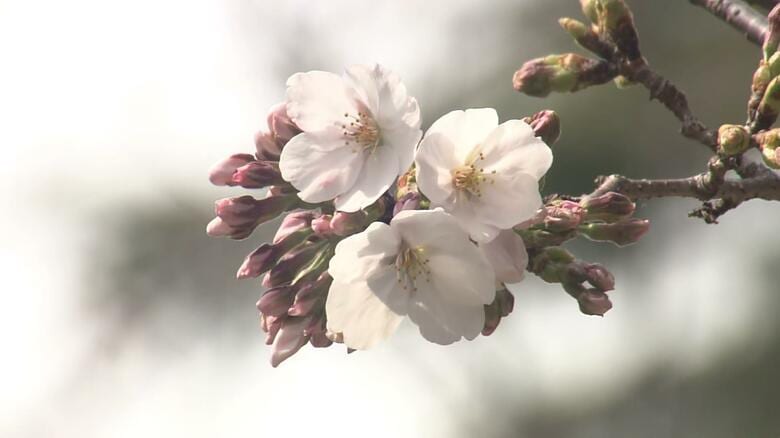【解説】東京で桜開花！桜が咲いた後の寒の戻り“花冷え”は週末の29日から？急な気温変化で体調管理に注意｜FNNプライムオンライン