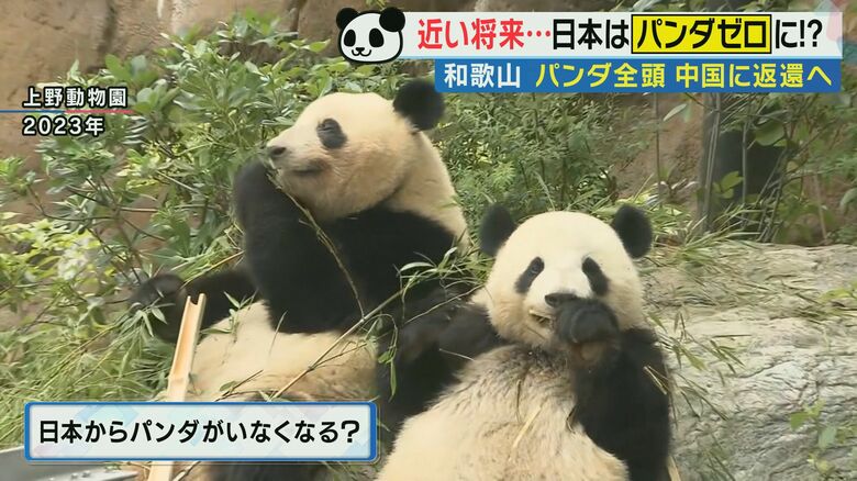 パンダは日中外交の『踏み絵』？「4頭すべて返還」背景に“二階元幹事長の引退”か　ジャーナリスト鈴木氏｜FNNプライムオンライン