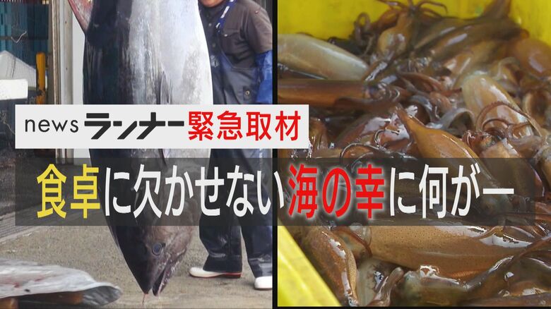 マグロは豊漁 でもイカは不漁で高級食材化？ たったの2匹の船も… 初セリは中止に 「暑すぎの影響も」と専門家 日本の海の幸に『異変』が｜FNNプライムオンライン