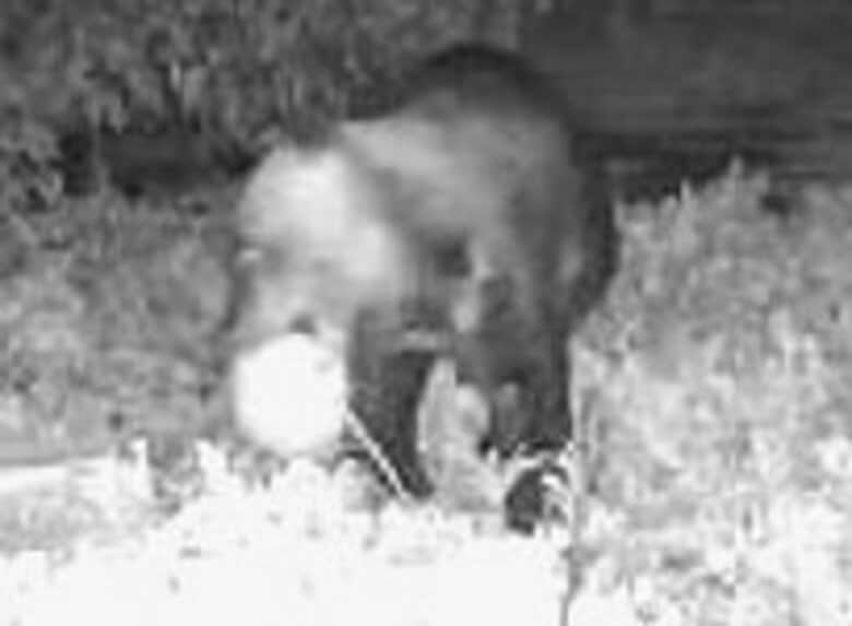 【ヒグマ速報】おいしいスイカやメロン30個も食い荒らす！_付近の水田ではコメまでも…江差町に続き、厚沢部町でも”暴食”グマによる食害相次ぐ異常事態｜FNNプライムオンライン
