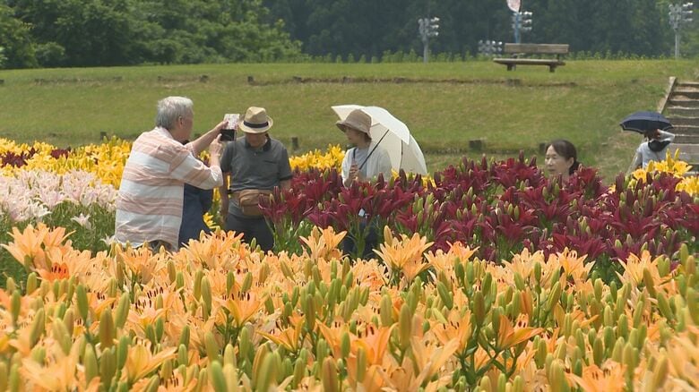 1万本の“ユリ”が見頃迎える「山とのグラデーションがきれい」写真撮影やスケッチ楽しむ人も！新潟・魚沼市｜FNNプライムオンライン