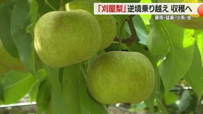 2年続けての逆境　豪雨・猛暑・雨不足にカメムシ大発生…泥に埋もれたナシ畑で酒田特産「刈屋梨」収穫へ【山形発】｜FNNプライムオンライン