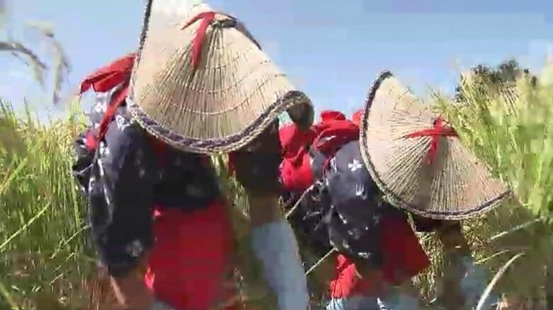 皇室に献上する米を刈り取る「抜穂祭」　11月23日「新嘗祭」で神前に　福岡・大川市｜FNNプライムオンライン