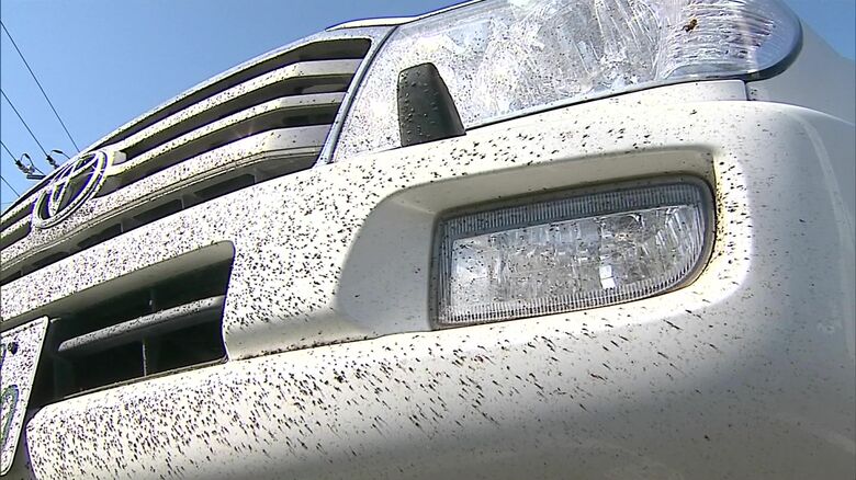雪虫で汚れた車 ＂早めの洗車＂がおすすめ 虫からの成分がシミ・サビに繋がる可能性が…虫取り溶剤を使うのがコツ 北海道｜FNNプライムオンライン