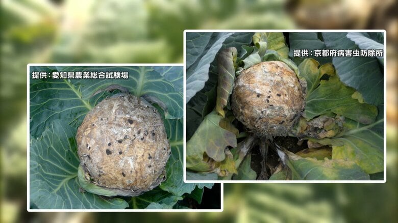 「商品にならない」“値下がり”兆しの春キャベツに暗雲…葉が黒くなる「菌核病」が流行　その原因とは？「ちょっと異常気象」農家から悲痛な声も｜FNNプライムオンライン