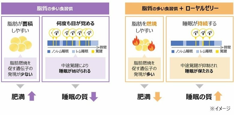 ローヤルゼリーが、高脂肪食による肥満および睡眠の質低下を改善