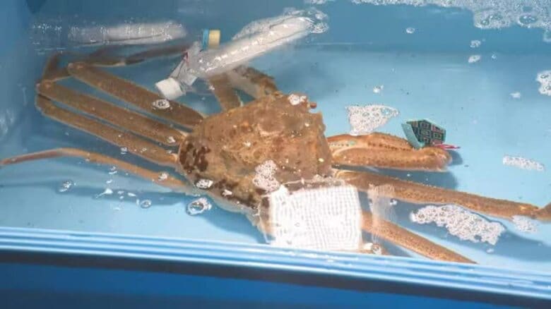 金沢の初競りでズワイガニ１匹450万円　落札したのは金沢市の「旅館つる幸」　あすの夕食で提供｜FNNプライムオンライン