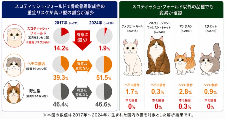 猫の骨軟骨異形成に関連する遺伝子変異、重症リスクが高い型の割合が減少