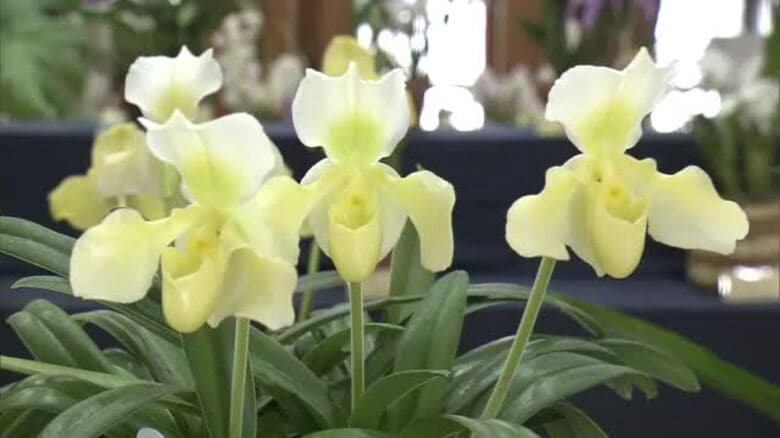 多彩で色鮮やかな花と香りを楽しんで　秋田市で「春の洋ラン展」　愛好家が育てた約100点並ぶ｜FNNプライムオンライン