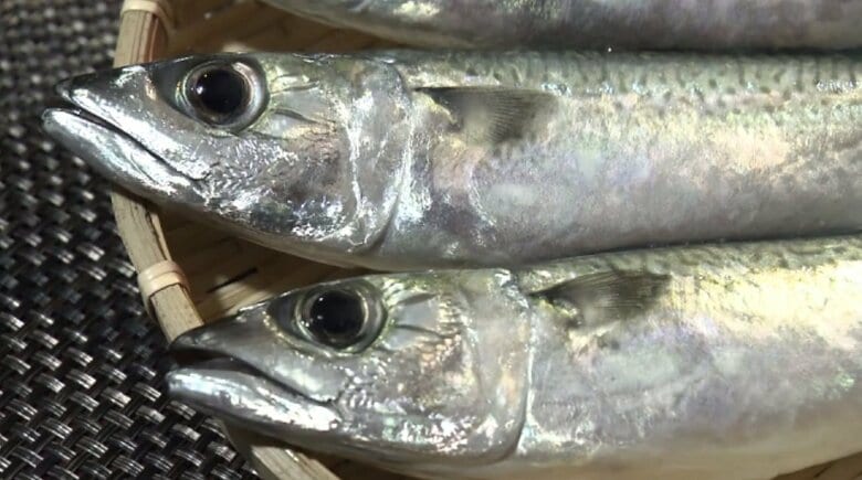 「サバは豊中」日本を代表する食材使った『万博弁当』に採用　海のない街の雑居ビルで“完全陸上養殖”　おいしくて寄生虫アニサキスがいない｜FNNプライムオンライン