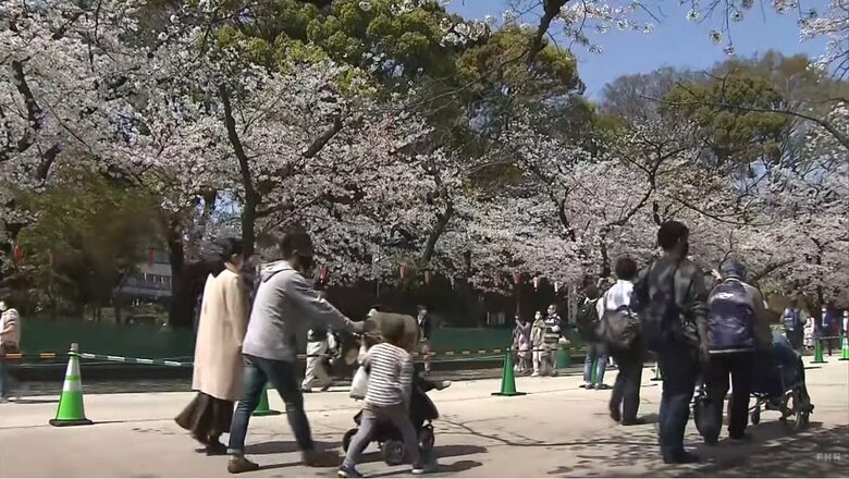 【独自】今年の花見シーズンも酒･宴会NG　都立公園など　東京都決定へ