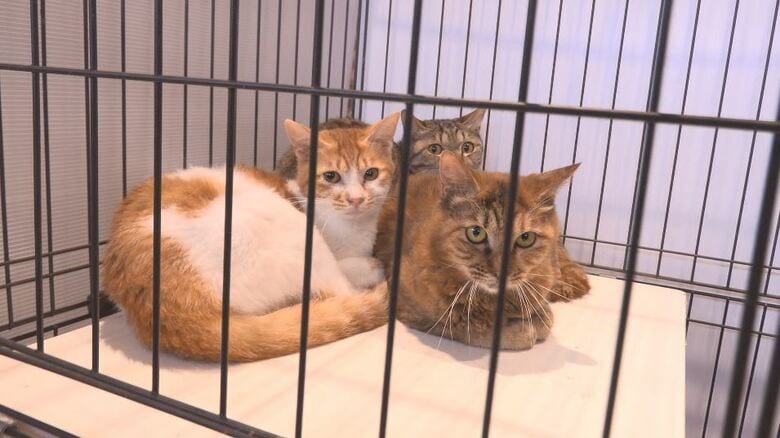 ごみ散乱、糞尿の臭い…住宅で猫の「多頭飼育崩壊」飼い主の60代男性が入院…部屋には猫が隠れるように　保健所が2～10歳の39匹を保護「譲渡会」を開催　多くの家族連れが参加｜FNNプライムオンライン
