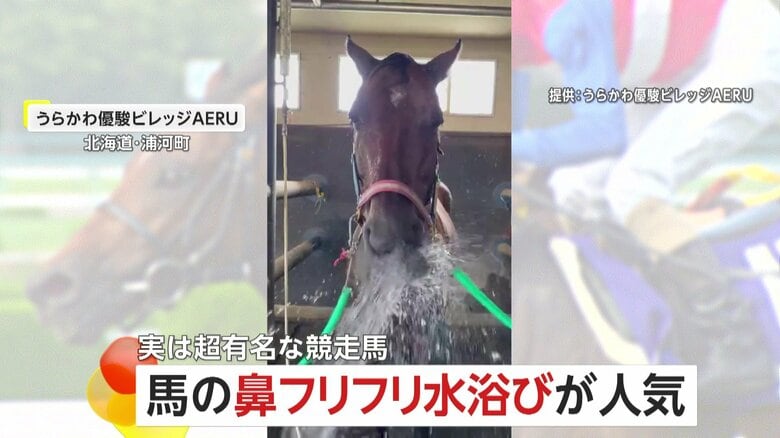 超有名な元競走馬「ナカヤマフェスタ」“50代”の余生…水浴び鼻フリフリだけの“シュール”動画が大人気！北海道・うらかわ優駿ビレッジAERU｜FNNプライムオンライン