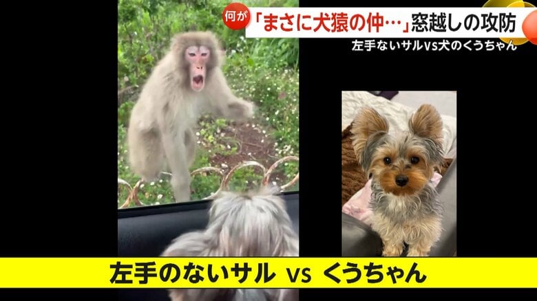 【犬猿の仲】左手のないサルVS犬のくうちゃん　窓越しの攻防が第2ラウンド突入…威嚇合戦の勝敗はいかに？飼い犬の健闘に「負けていなかった」｜FNNプライムオンライン