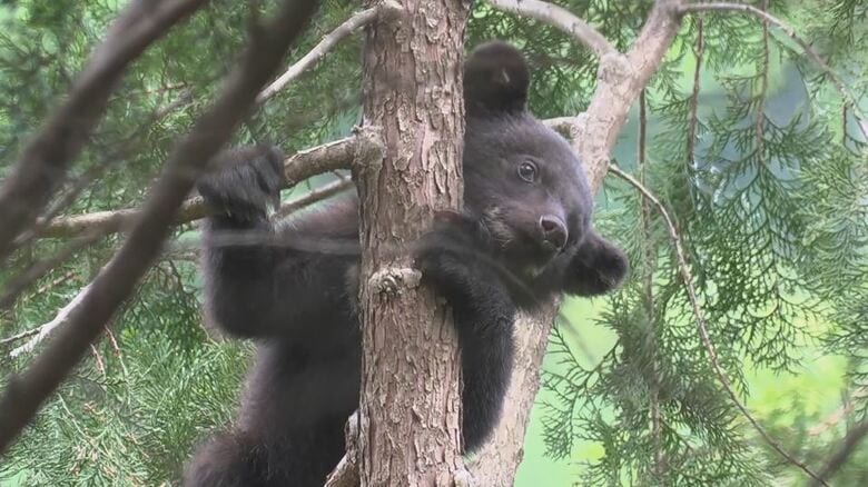 「クマを見た」公園近くで目撃　子グマか　その後、やぶの中へ　警察や町が注意呼びかけ　長野・池田町｜FNNプライムオンライン