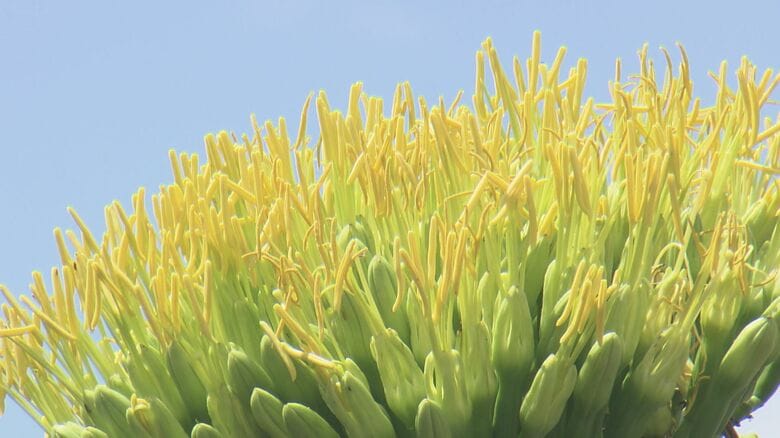 【なぜ？】長崎でも開花！世紀の植物「リュウゼツラン」100年に一度のはずが…各地で相次ぐ開花に専門家の見解は｜FNNプライムオンライン