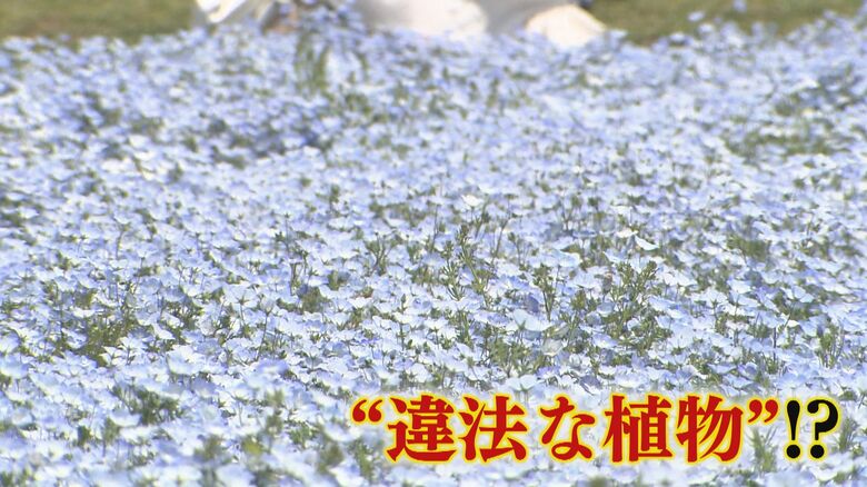 なぜ？ネモフィラ満開の花畑に“違法”植物がニョキニョキ  保健所と協議  抜きとって焼却処分に 【福岡発】｜FNNプライムオンライン