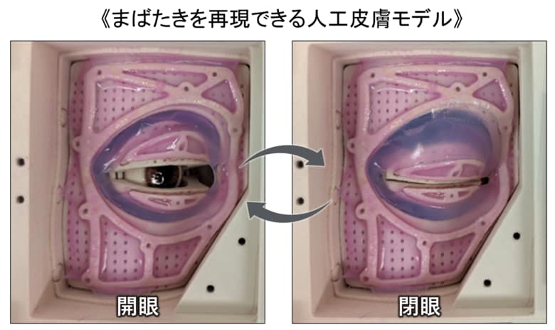 “まばたきする人工皮膚モデル”を開発～ 1日2万回の動きを再現、目元老化の新評価モデルへ～