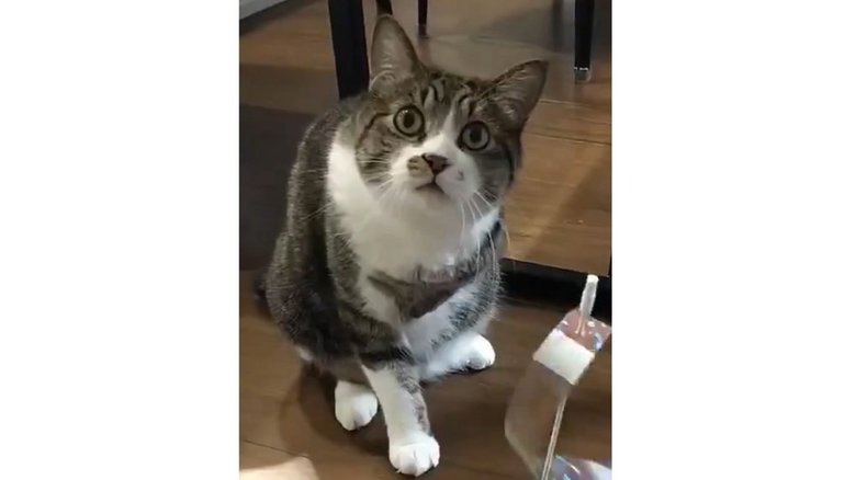 多くのTwitterユーザーに笑顔を届けてくれた、まめたろくんの表情