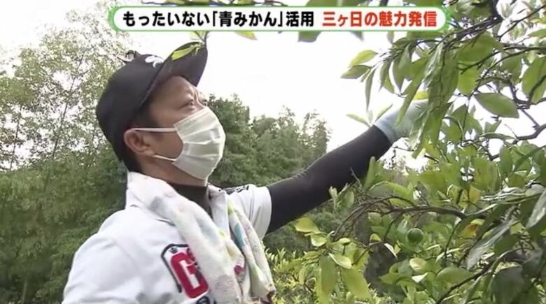 静岡県浜松市三ヶ日町のミカン畑