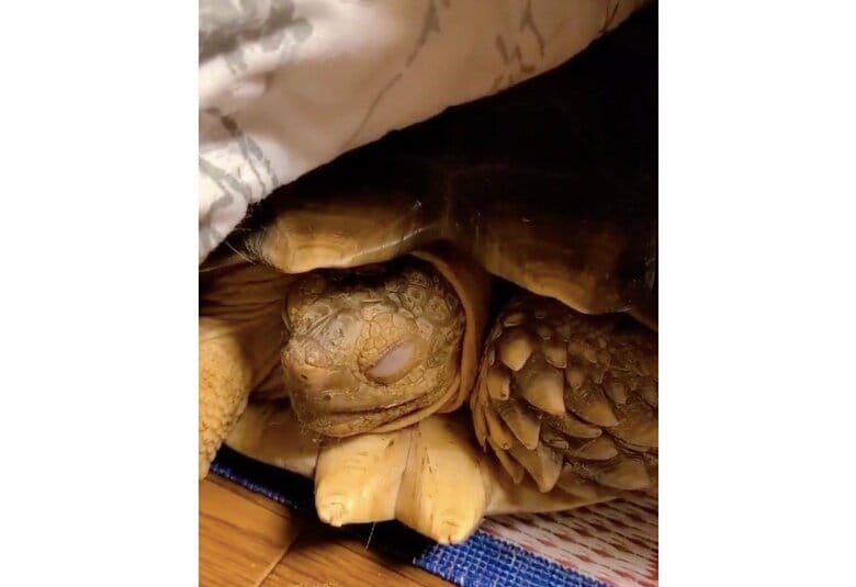 コタツで眠るリクオくん（提供：にゃんこ亀さん）