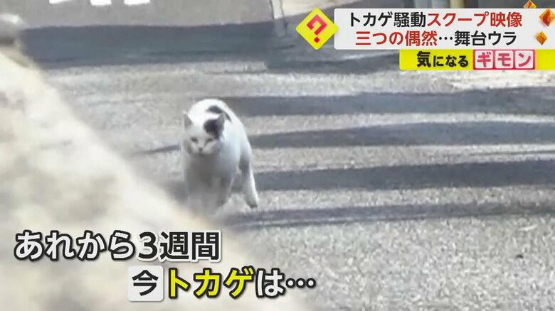 ネコに追いかけられr必死で逃げるトカゲ