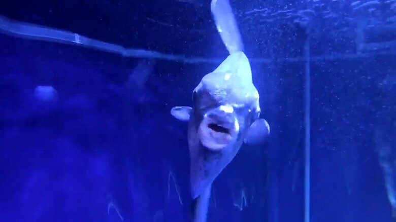 正面から見たマンボウ（提供：サンシャイン水族館）