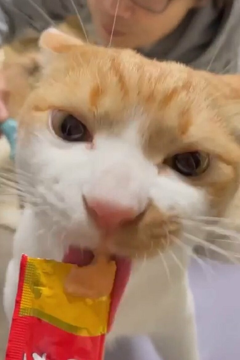 ちゅ～るに夢中