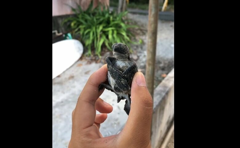 （出典：PIP@小笠原海洋センター公式 @mt_seaturtle）