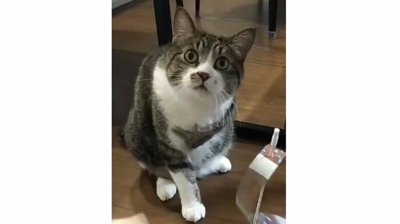 多くのTwitterユーザーに笑顔を届けてくれた、まめたろくんの表情