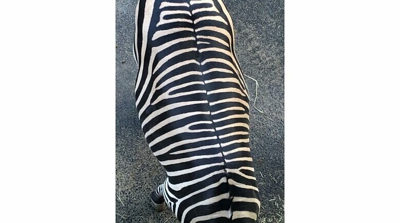 シマウマの背中を上から見ると…（提供：福山市立動物園）