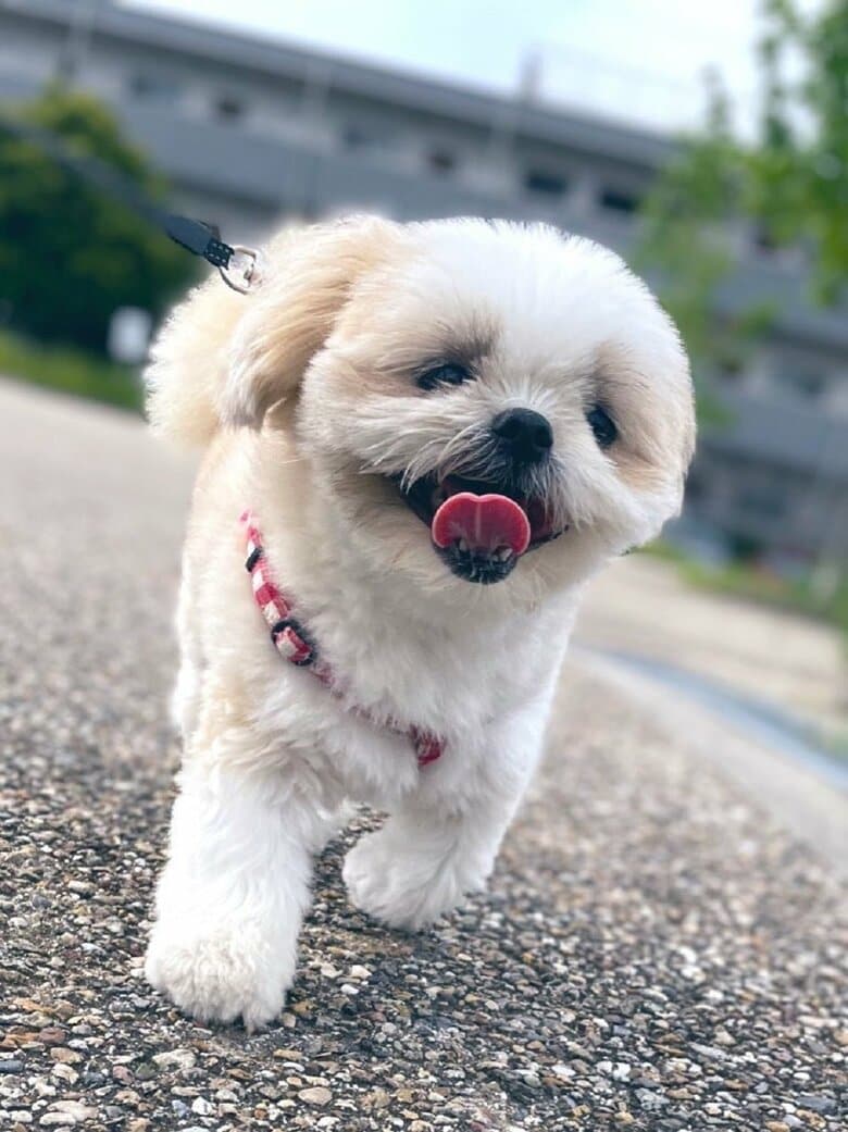 ニコニコで散歩へ出発！