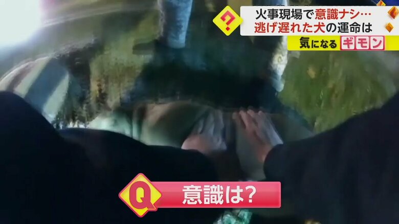 犬に心臓マッサージを開始した警察官