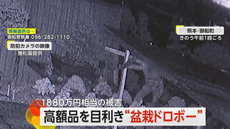 腰をかがめて、忍び足で盆栽に近づく盆栽ドロボー