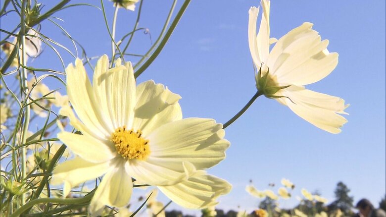 昭和記念公園のコスモス　2015年11月撮影