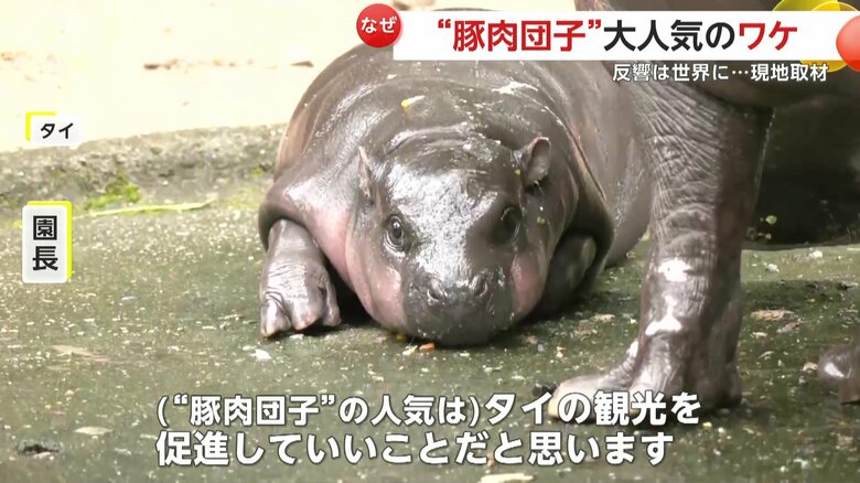 カメラの方を見つめるムーデン