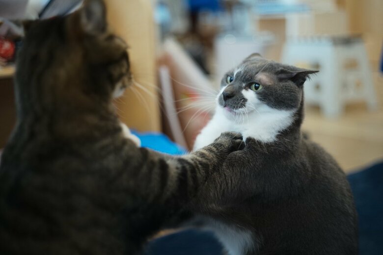 時にはじゃれ合いも