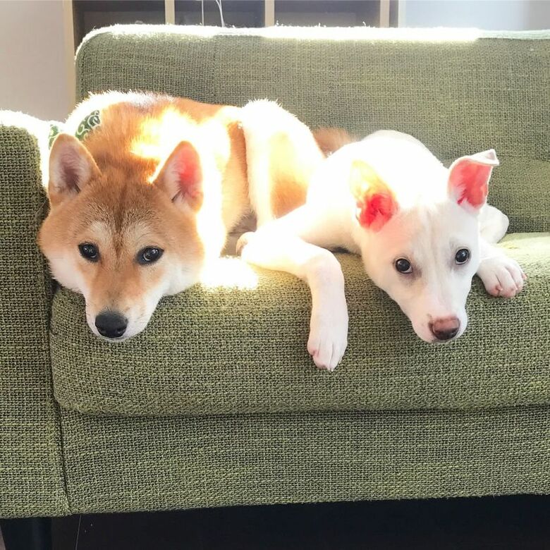 提供：柴犬ハル&雑種すずさん